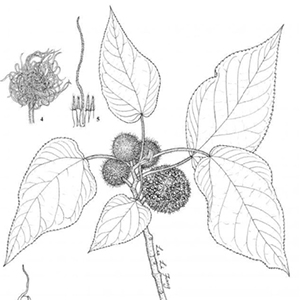 藏品-構樹線繪圖─金門植物誌 藏品-構樹線繪圖─金門植物誌